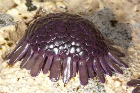 cool sea urchin