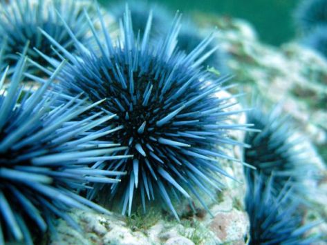 sea-urchins08-sea-urchin_17935_600x450